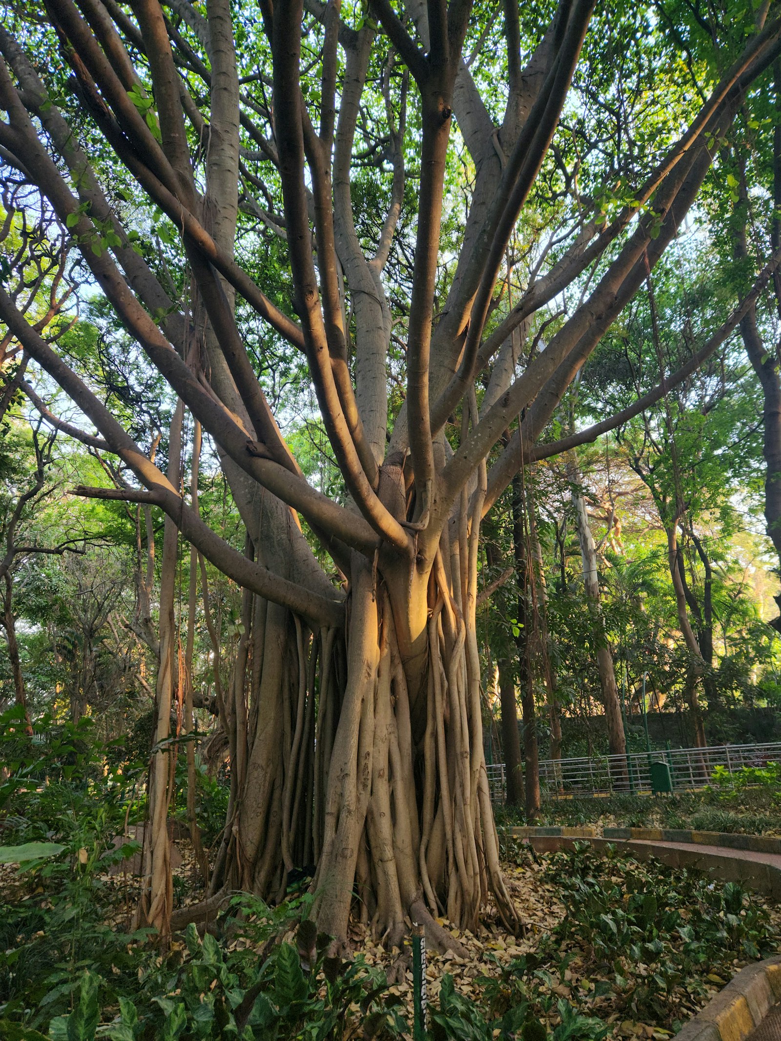 Banyan tree canopy from below, green and moody